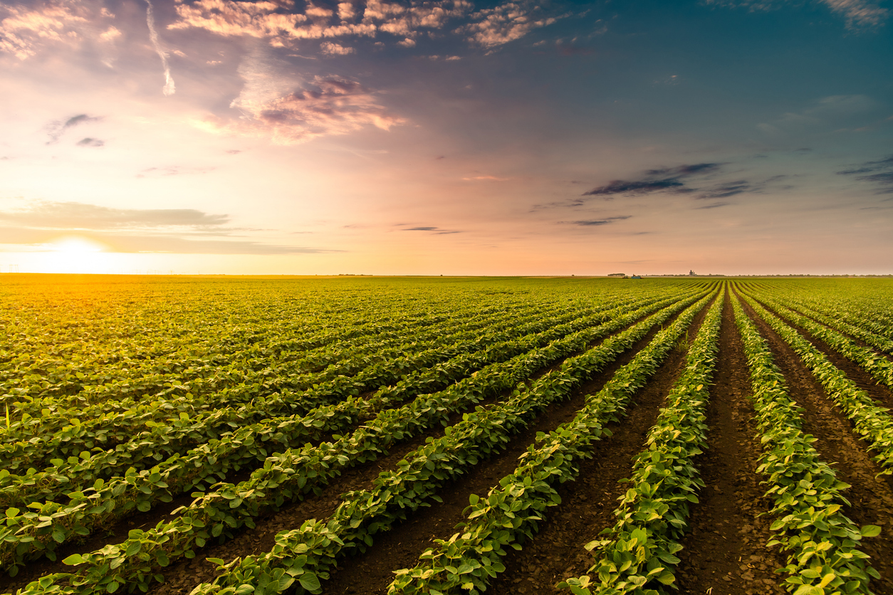 Cultivated land in a rural landscape at sunset.