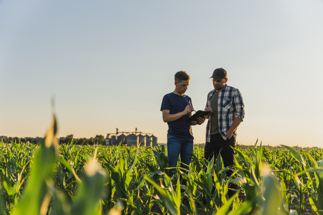 Male farmer and agronomist using digital tablet while examining green corn plants in agricultural field.