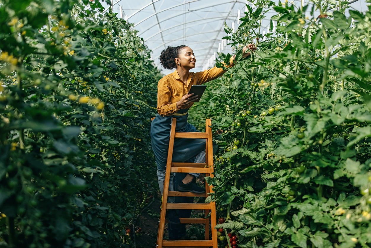 A woman working in a greenhouse, inspecting the quality of the plants using technology.