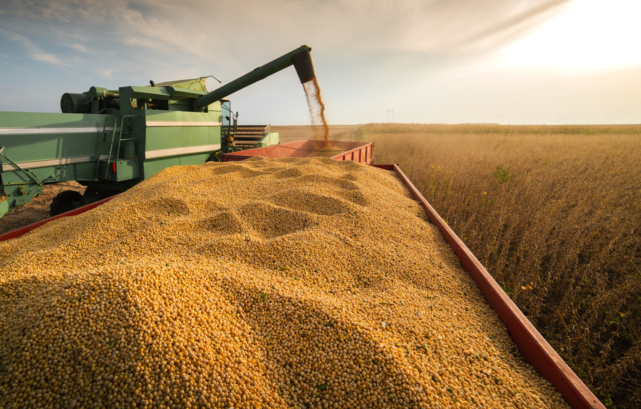 A combine harvesting soybeans at sunset.